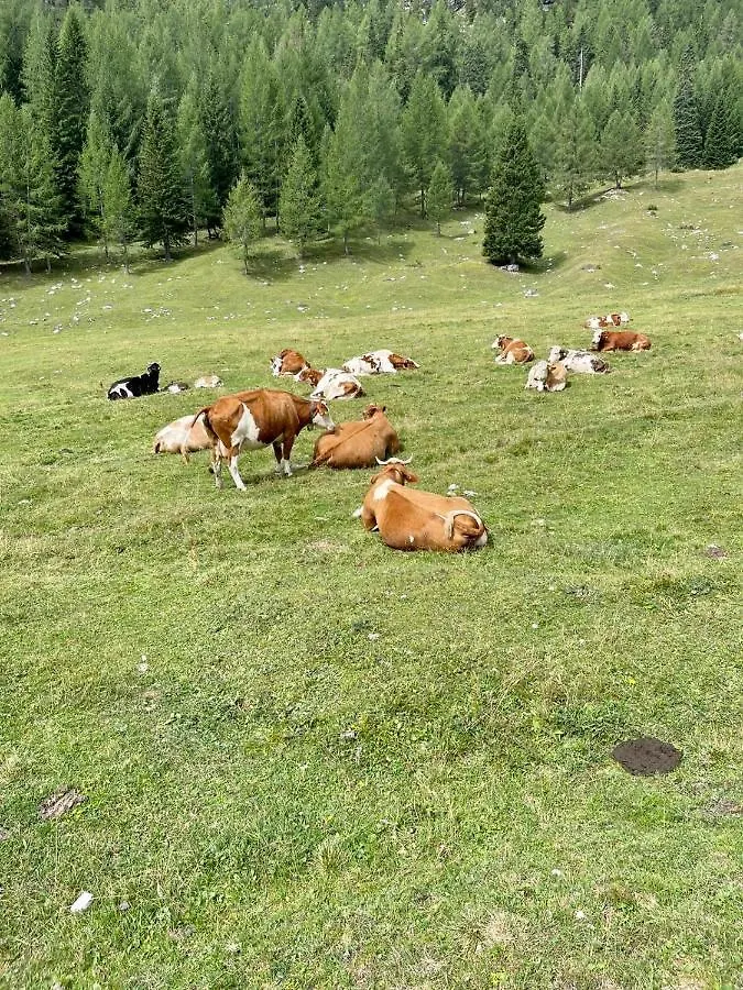 Surrounded By A Breathtaking Panorama! Cortina 4+2 Beds, Two Bathrooms On Two Floors Cortina d'Ampezzo Apartment